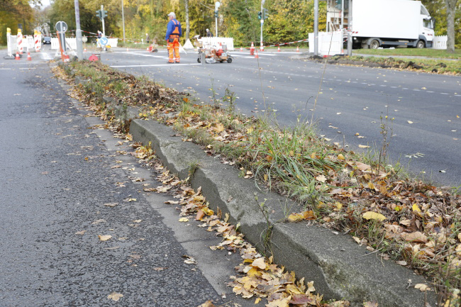 Amsterdamer King -  Kronenberg